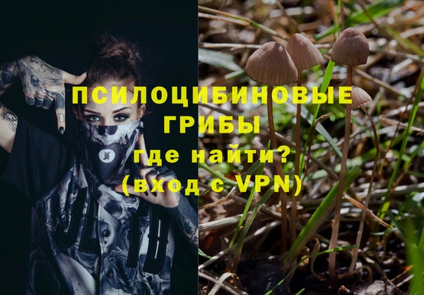 гашик Дмитров